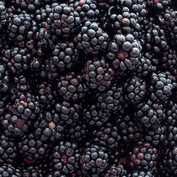 Close up of blackberries