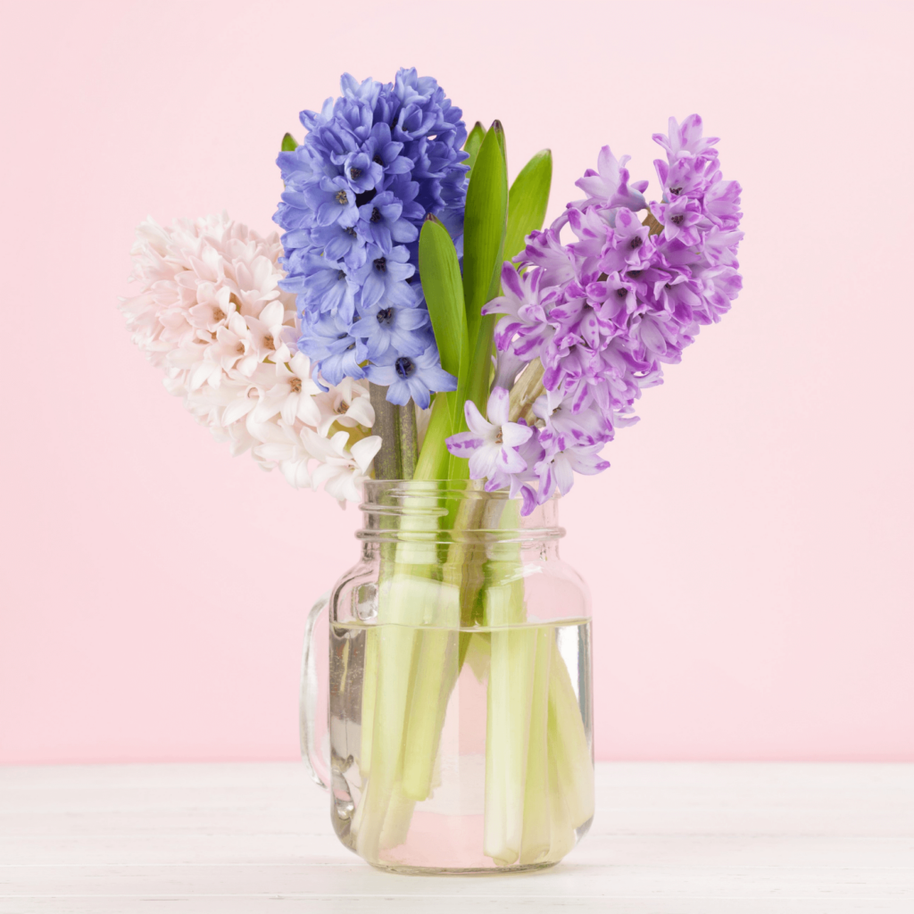 hyacinth in vase