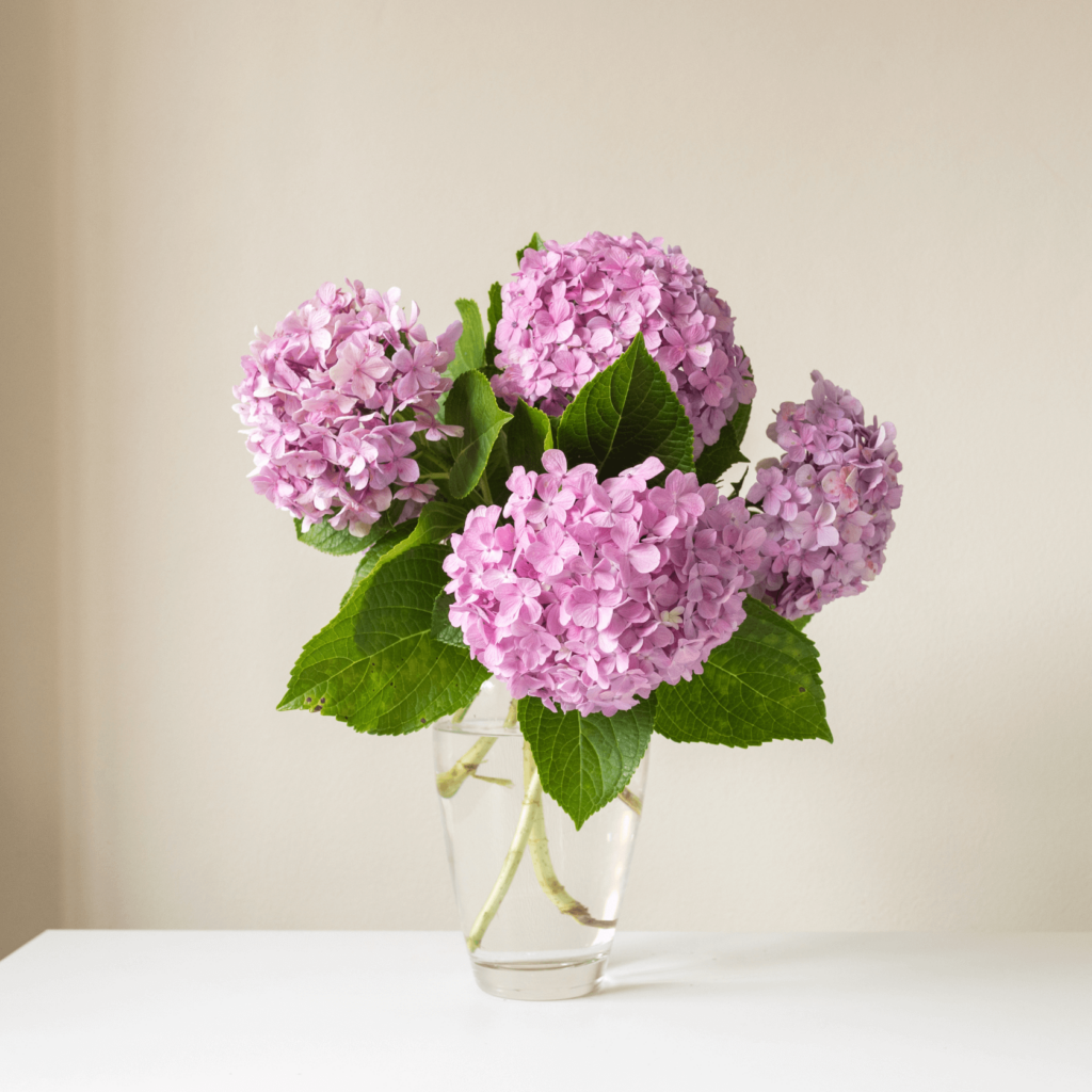 hydrangea in glass vase