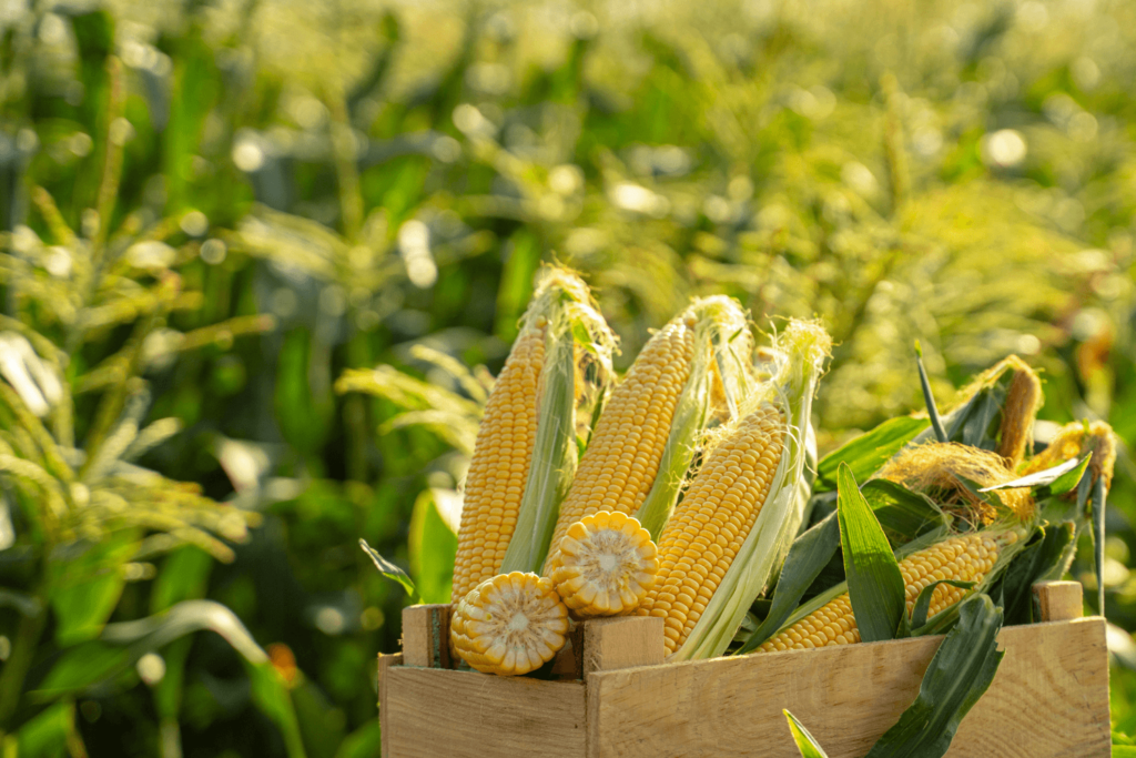 pile of fresh corn cobs in wooden crate in field