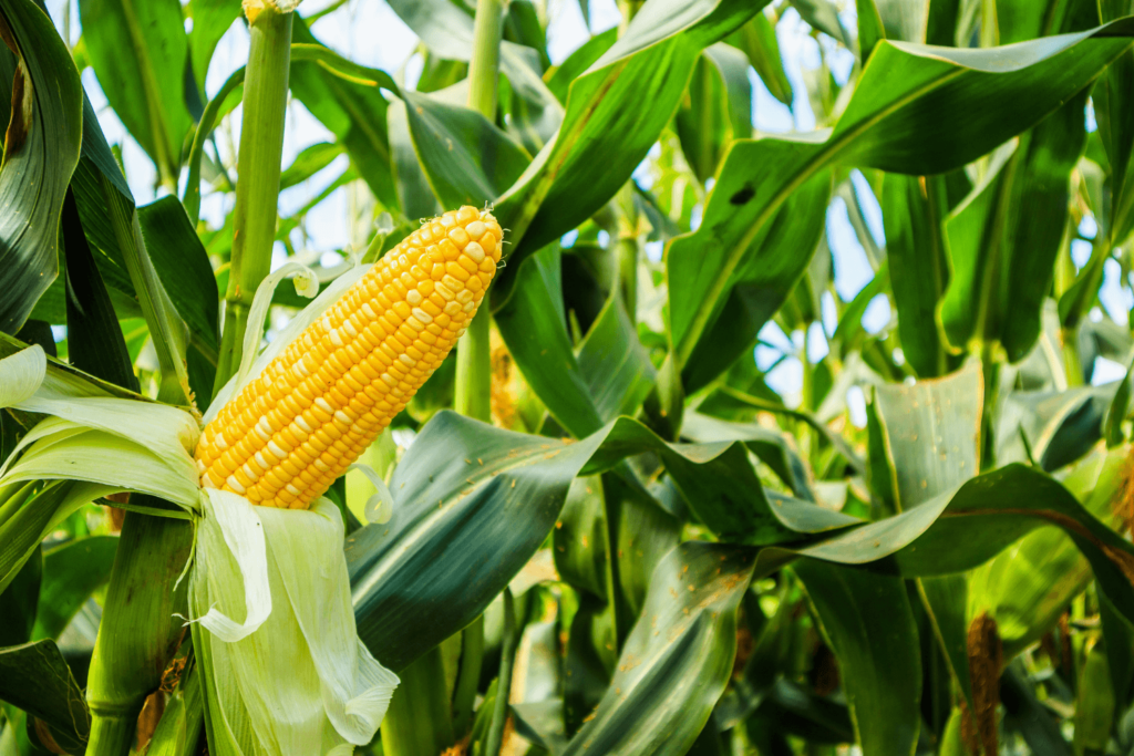 cob of corn growing among green corn stalks