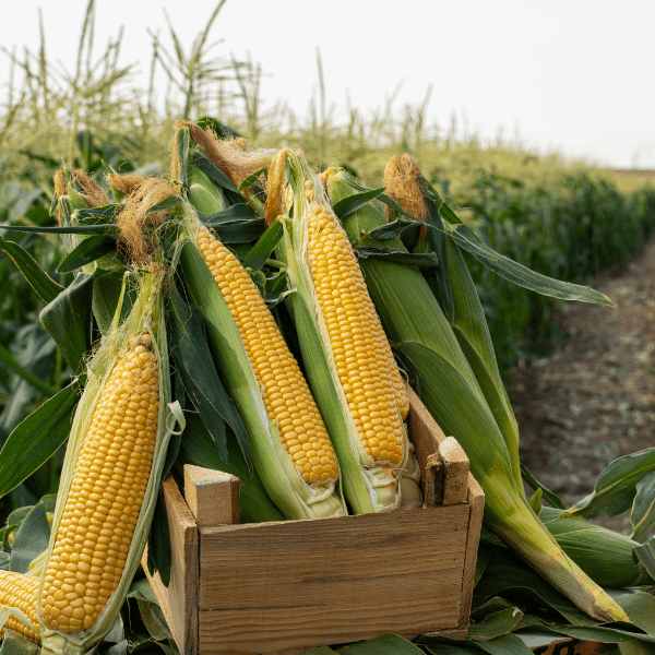 corn cobs upright in wooden box in field