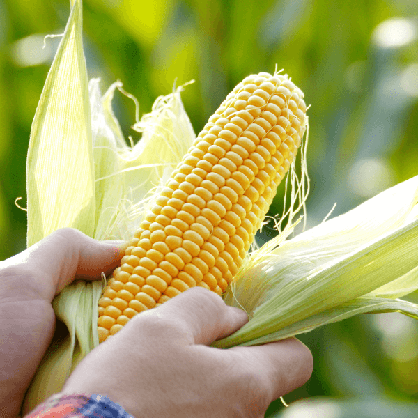 corn cob being peeled