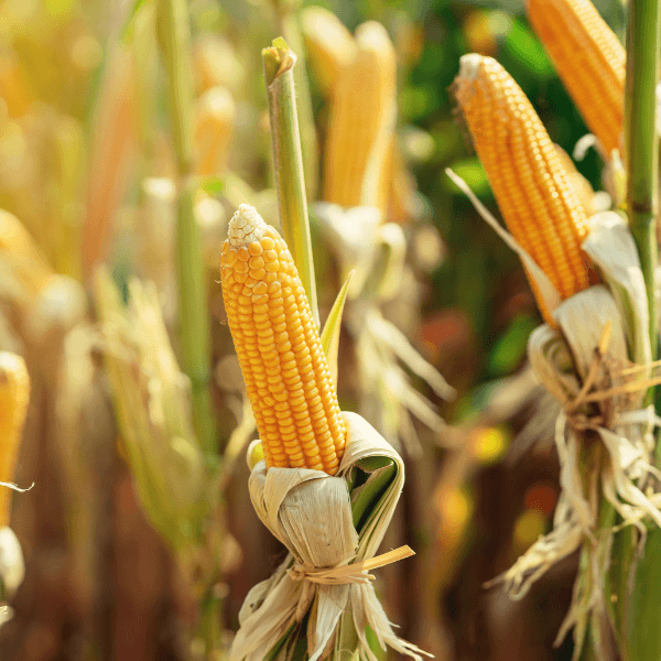 corn cobs drying in sun