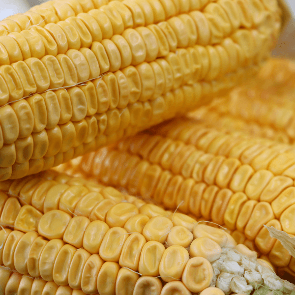 close up of dent corn cobs