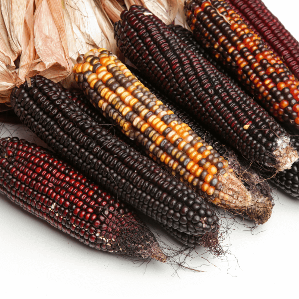 pile of decorative Indian flint corn