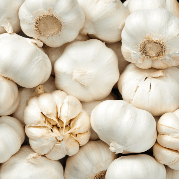 closeup of many garlic bulbs