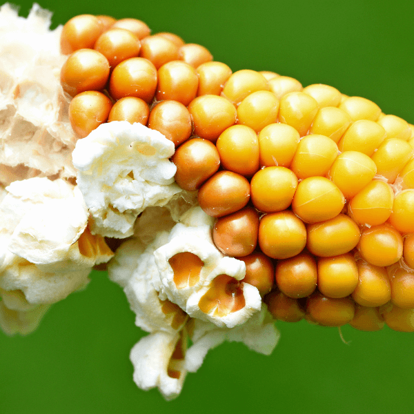 popping popcorn on the cob