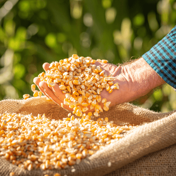 hand lifting out dried corn from sack