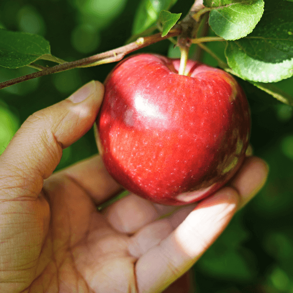 Closeup of hand picking apple from a tree.