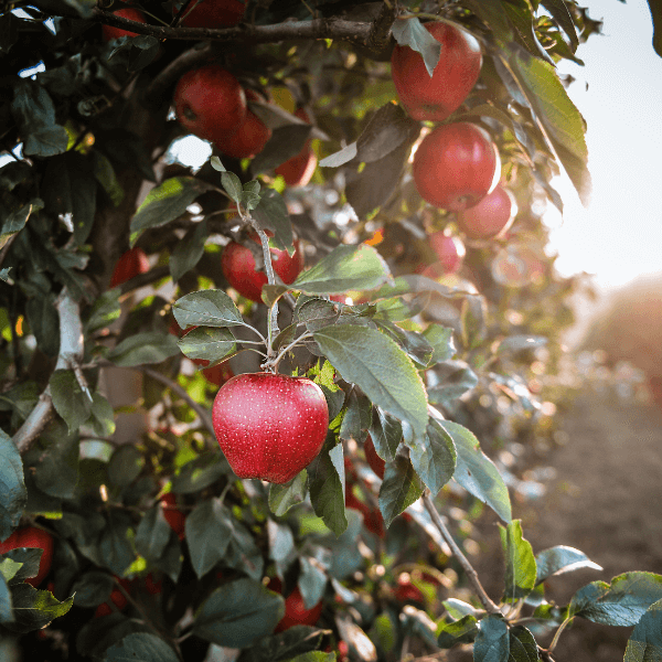 Apple trees in apple orchard.