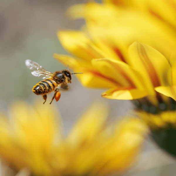 Close up of flying bee in front of yellow flower.