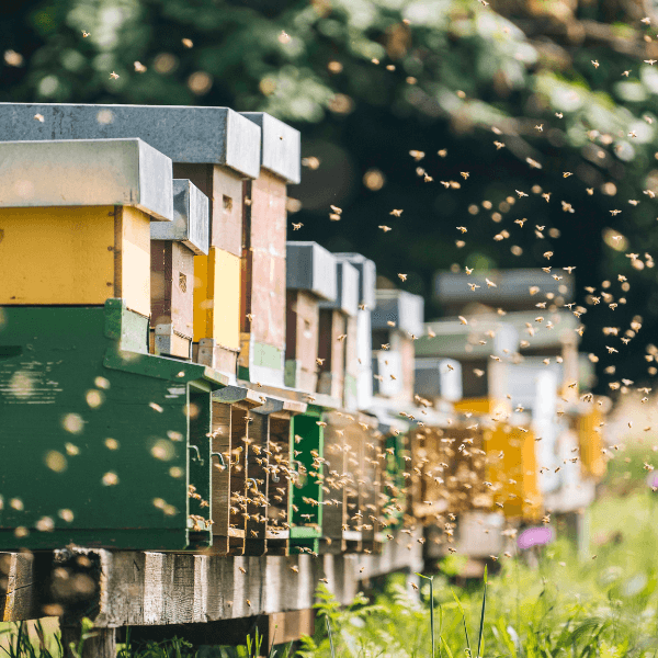 Outdoor image of apiary with bees.