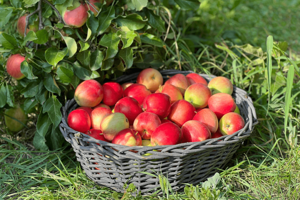 Basket of apples red ripe delicious fruits in the orchard.