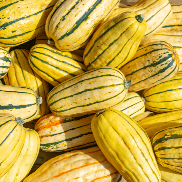 Pile of striped yellow and green delicata squash.