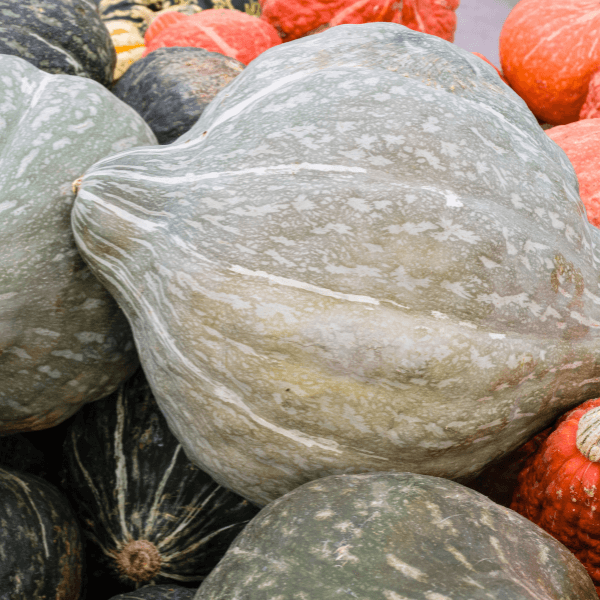 Blue hubbard winter squash at the farmers market