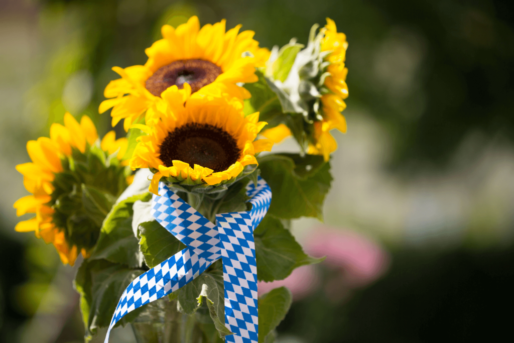 Bouquet of sunflowers loosely tied with blue and white checked Oktoberfest ribbon.