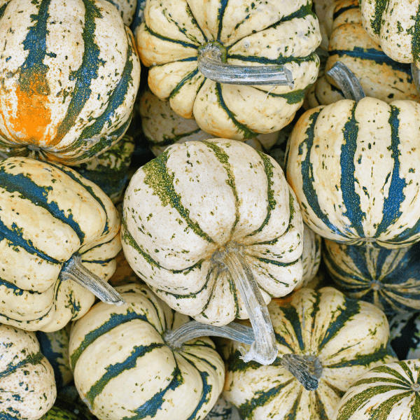 Pile of white sweet dumpling squash with green stripes.