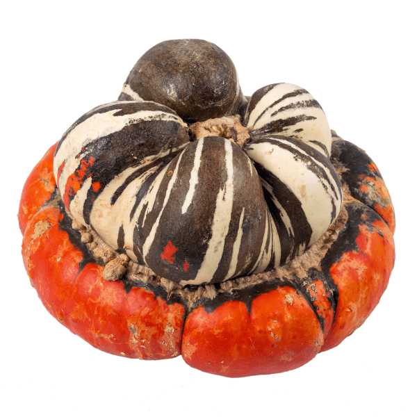 Single turban squash on white background.