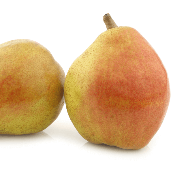 two fresh "doyenne de comice" pears on a white background