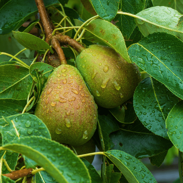 Flemish Beauty pears hanging from tree after rain