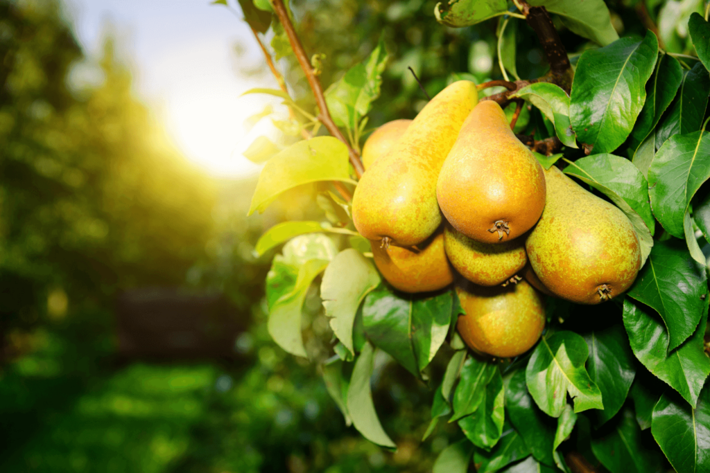 Bunch of pears on a pear tree with sun shining on them.